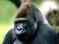 ۱۰ جانوری که در معرض خطر انقراض قرار دارند