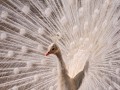 ۲۰ عکس طاووس بسیار زیبا | دنوج