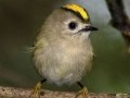 ۲۰ عکس دیدنی و حیرت انگیز از پرندگان زیبا - مهروز