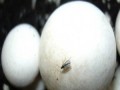 ۳ روش اصلی مبارزه با آفات و حشرات قارچ دکمه ای - دیتاقارچ