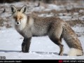 M.A.Z - طبیعت زمستانی پارک ملی گلستان