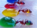 M.A.Z - زیباترین و عجیب ترین گونه مورچه در جهان