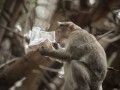 M.A.Z - حرکت بسیار جالب میمون باغ وحش با روزنامه!