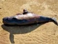 مرگ ۱۰ دلفین در آب های قشم به دلیل فعالیت های صیادی | سایت خبری  تحلیلی اخبار مرز (مرز نیوز)