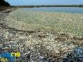 وت پارس :: مرگ حدود ۱ میلیون ماهی در رودخانه ای در چین + تصاویر