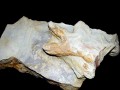 کشف ردپای ۲۱۰ میلیون ساله دایناسور در شهرضا+عکس