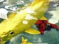 کشف یک ماهی شگفت انگیز از جنس طلای ۲۴ عیار + عکس