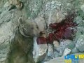 دادگاه متهم کشتار توله خرس های سمیرم، ۲۵ دی