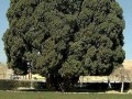 تصاویر درخت ۳۰۰۰ ساله "سرو هرزویل" - iran easy travel