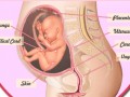 هفته بیست و چهارم بارداری، ۳ علامت - سلامت بانوان اوما