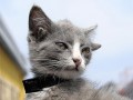 گربه ای در در روسیه که ۴ گوش دارد