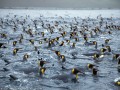 ارتش ۴ میلیونی پنگوئن ها در جزیره مک کوئر(تصاویر)