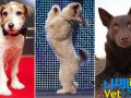 ویدیو : ۵ حیوان با استعداد سال ۲۰۱۲ میلادی