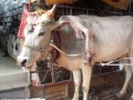 گاو ۵ پا در هند که مردم پرستش مي‌کنند+عکس