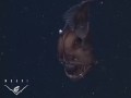 نخستین تصاویر از ماهی عجیب و ترسناک Anglerfish