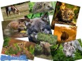 سری اول مجموعه والپیپرهای زیبا از حیوانات Animals Wallpapers