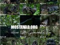 دانلود مستند شامپانزه|Chimpanzee ۲۰۱۲ |