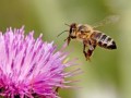زنبورهای عسل را نجات دهیم | FaraIran IT News