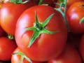 مزایای گوجه فرنگی برای سرطان پروستات - Iran LEV
