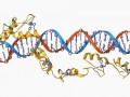 اصلاح RNA می‌تواند ویروس‌ها را در توالی‌شان متوقف کند - روژان