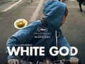 دانلود رایگان فیلم White God با کیفیت BluRey ۱۰۸۰p