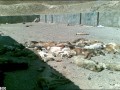 سگ کشی بیرحمانه در تبریز! (+ عکس)