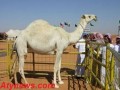 جذاب ترین شتر در ابوظبی به فروش رفت (عکس)