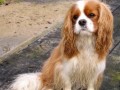 ۱۰ سال زندان به جرم تجاوز به سگ