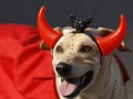 تصاویر بسیار زیبا از کارناوال نمایش سگ های خانگی و فانتزی | بکـس ایـران