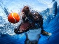 عکس هایی جالب از سگ ها زیر آب | یک نفر