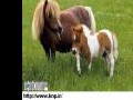 تولد سومین اسب مینیاتوری در کاشان