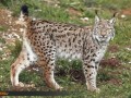 باز هم شکار یک جانور نادر در ایران