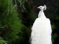 زیباترین طاووس دنیا (عکس)