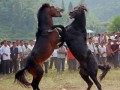 نبرد اسب ها در چین+ عکس