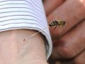 زنبور عسل در حال نیش زدن برنده جایزه عکاسی - اتوبان
