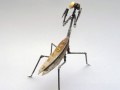حشرات مکانیکی + عکس