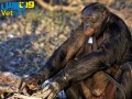 بحران میانسالی در شامپانزه ها