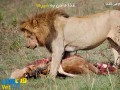 هدیه ویدئویی آخر هفته وت پارس : غذا دادن به شیرها در باغ وحش