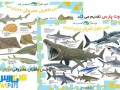 دانلود پوسترهای باکیفیت اطلس ماهیان غضروفی مدیترانه