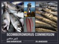 وت پارس :: دانلود فایل آشنایی با شیر ماهی جنوب (ویژگی ها و شرایط زندگی)