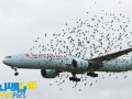 وت پارس :: خطرات برخورد پرندگان با هواپیما