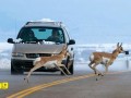 وت پارس :: مراقبت از ورود حیوانات به درون جاده ها + ( تصاویر)