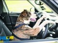 ویدیویی حیرت آور از رانندگی سگ ها ( این ویدیوی دیدنی را از دست ندهید)