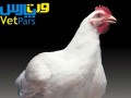 مشکلات تنفسی مرغ های پایتخت به علت آلودگی