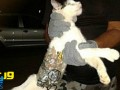 گربه همدست زندانیان در برزیل دستگیر شد