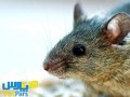 پژوهشگران بینایی را به موش های کاملا کور بازگرداندند