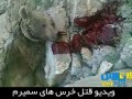 ویدیو جنجالی کشتار خرس های سمیرم