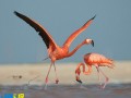 فلامینگو ، پرنده ای آتشین + تصاویری زیبا از این موجود
