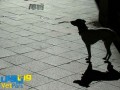 استفاده پلیس رومانی از سگ ها برای درس به انسان ها
