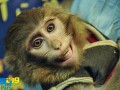 پخش تصاویر لحظه به لحظه مأموریت میمون فضانورد